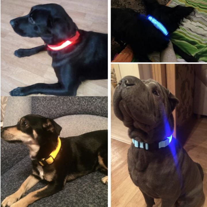 LedCollar™ - Collier à LED rechargeable pour chien - Toutoucoeur